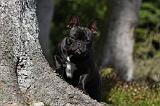 BOULEDOGUE FRANCAIS 766